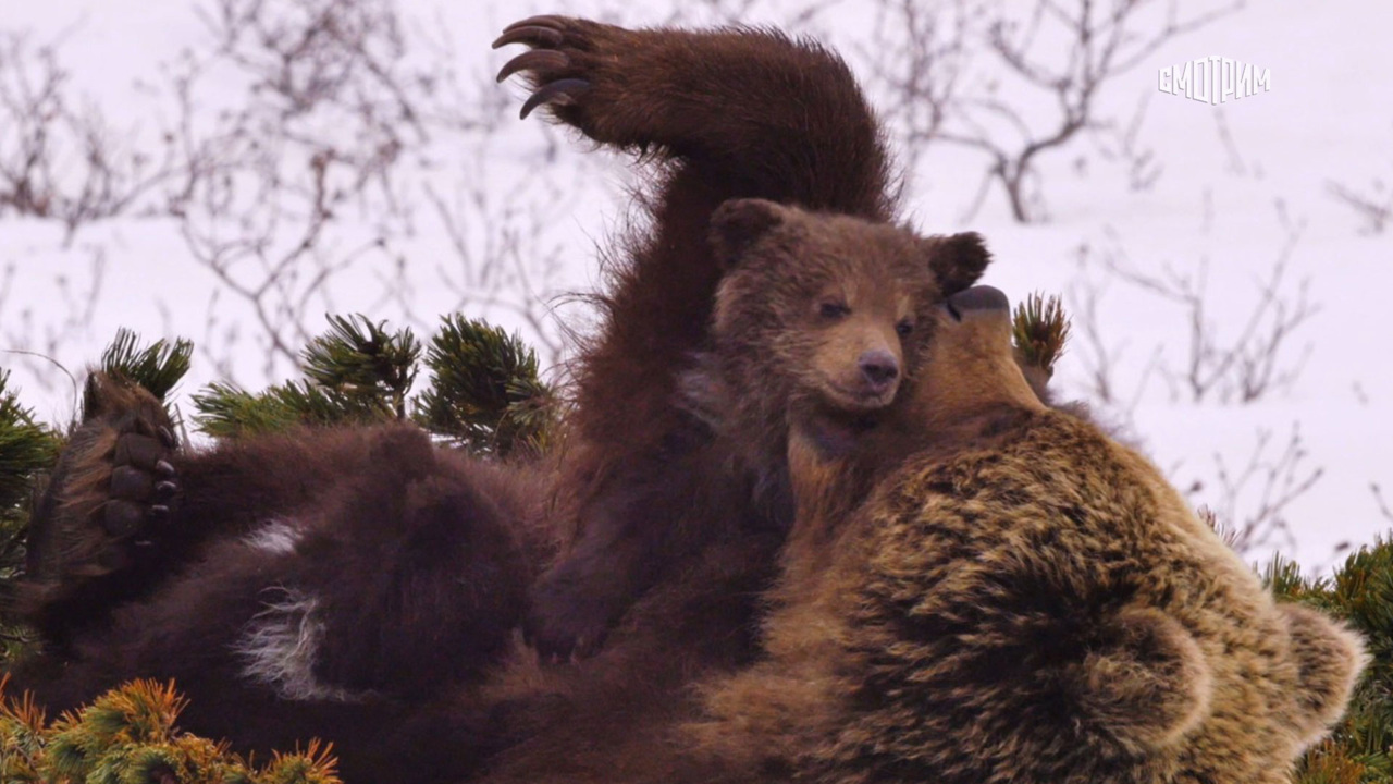 Огненный лис