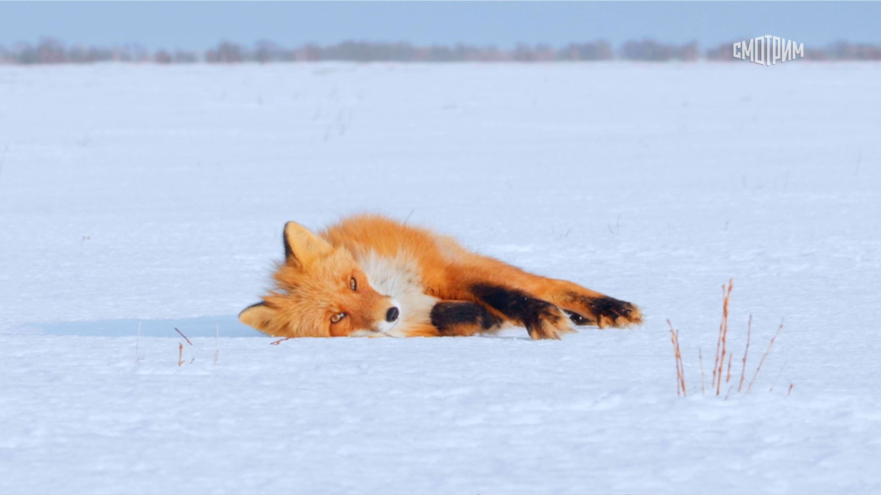 Огненный лис