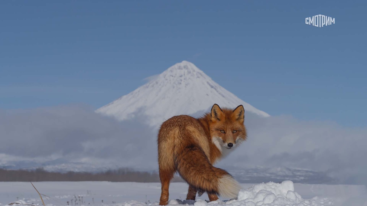 Огненный лис