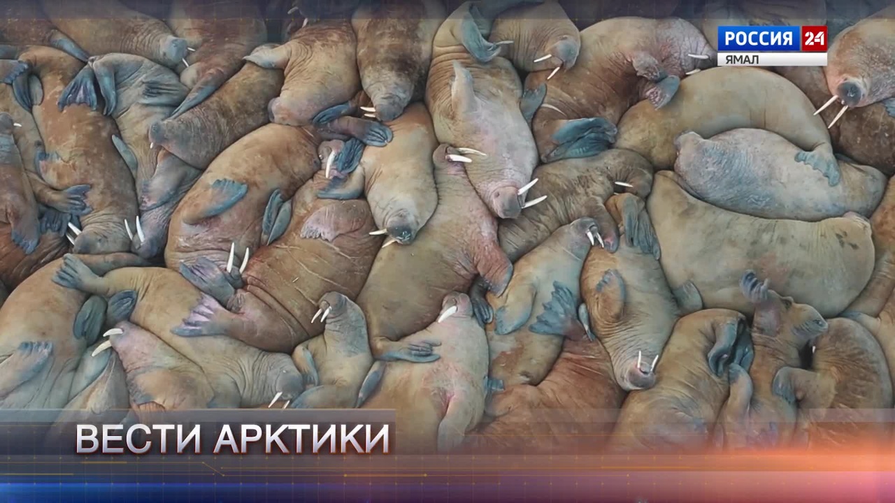 Эфир от 02.11.2024