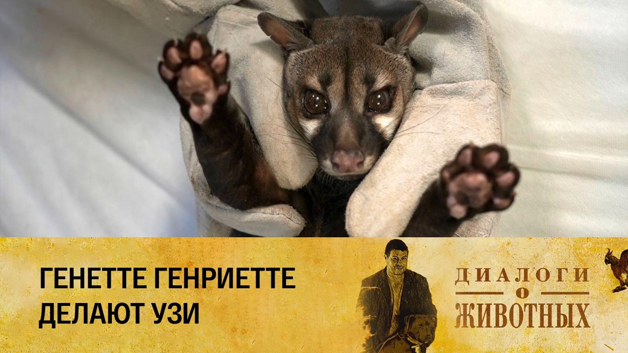 Казанский зооботсад