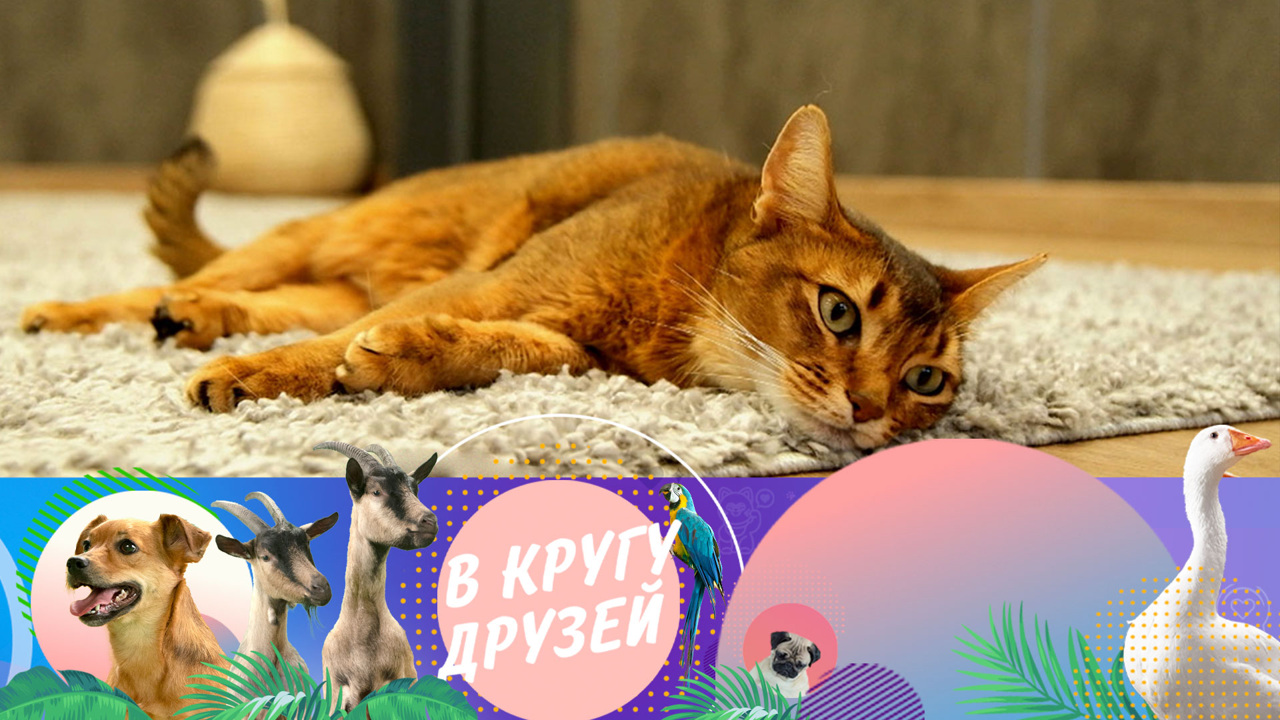 Эфир от 27.10.2024