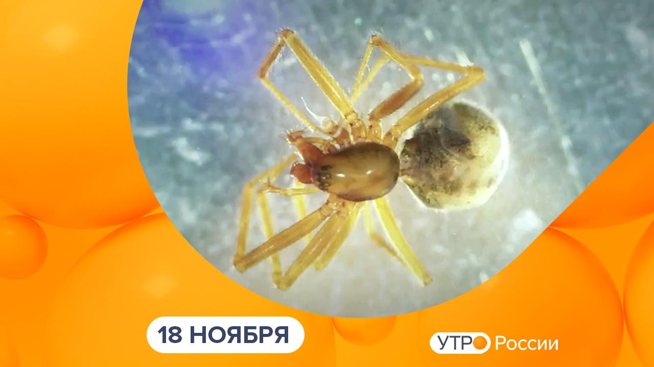 Эфир от 18.11.2024