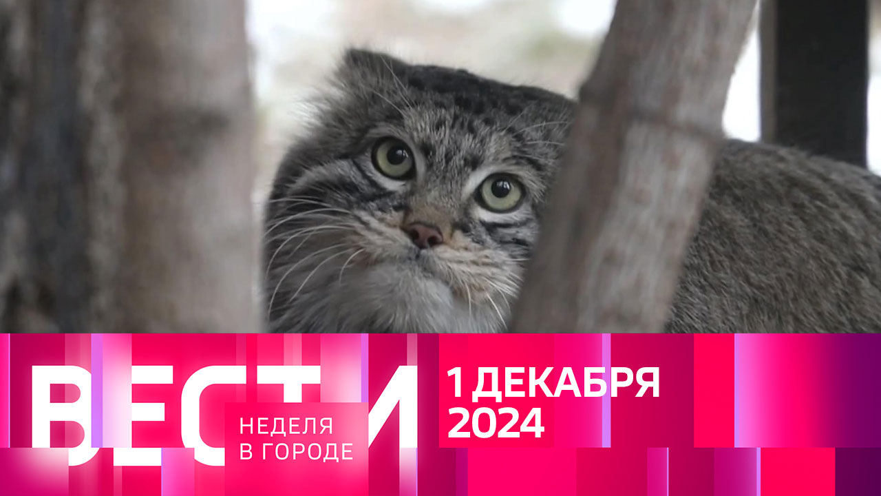 Эфир от 01.12.2024