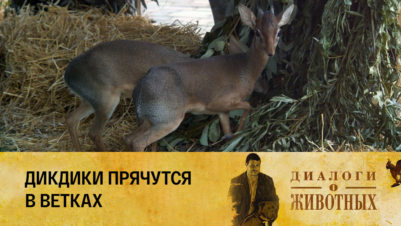 Казанский зооботсад