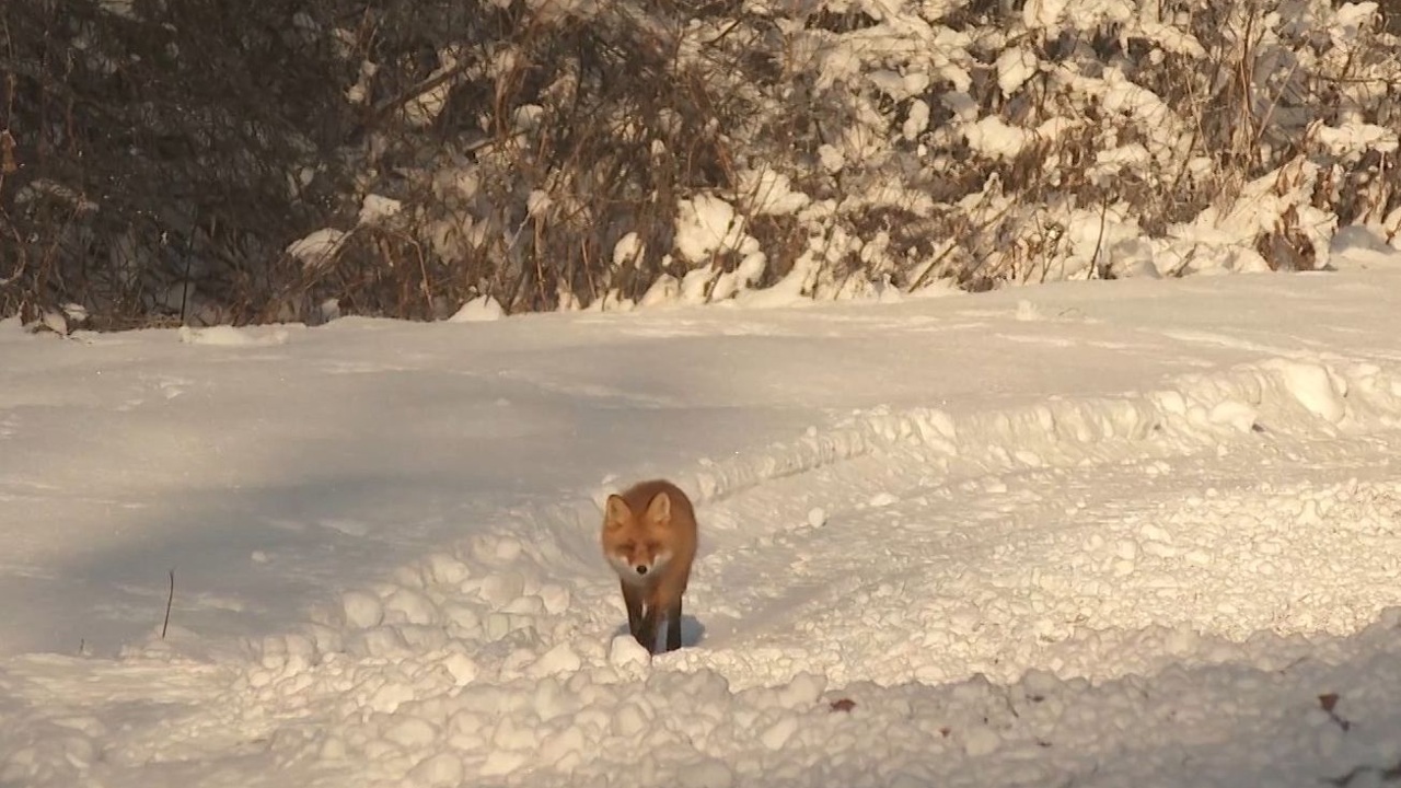 Эфир от 04.12.2024