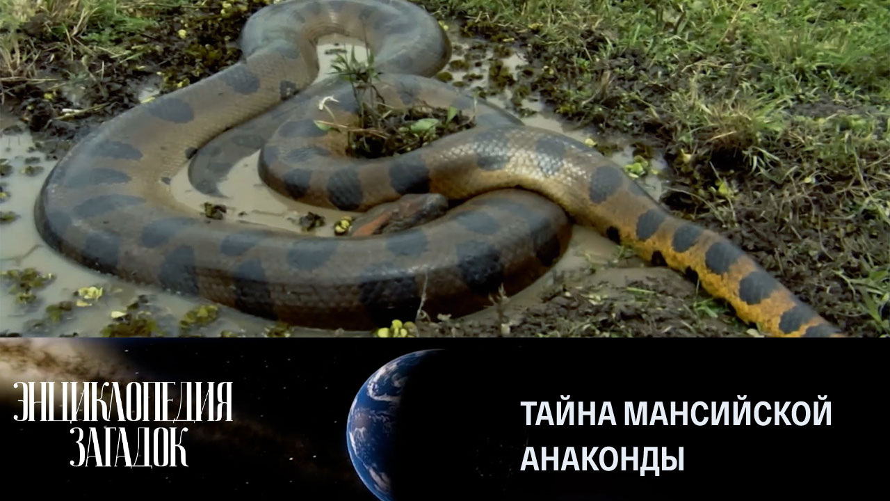 Тайна мансийской анаконды