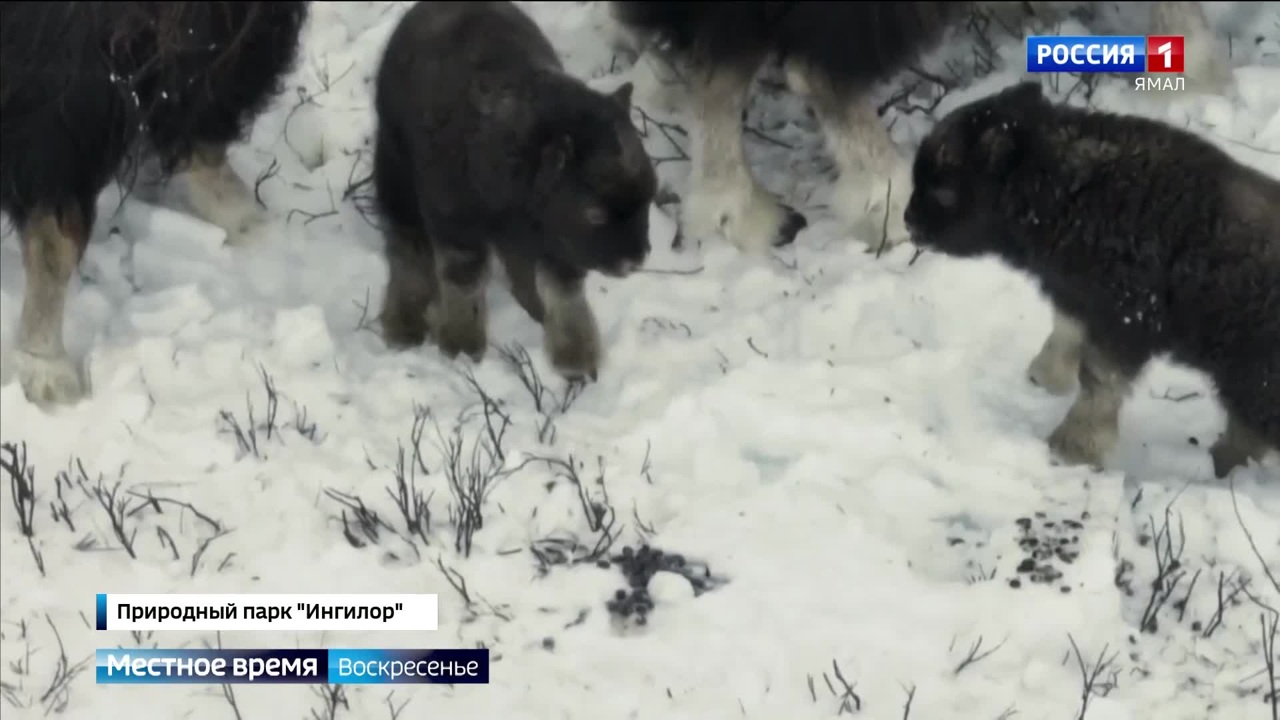 Эфир от 15.12.2024