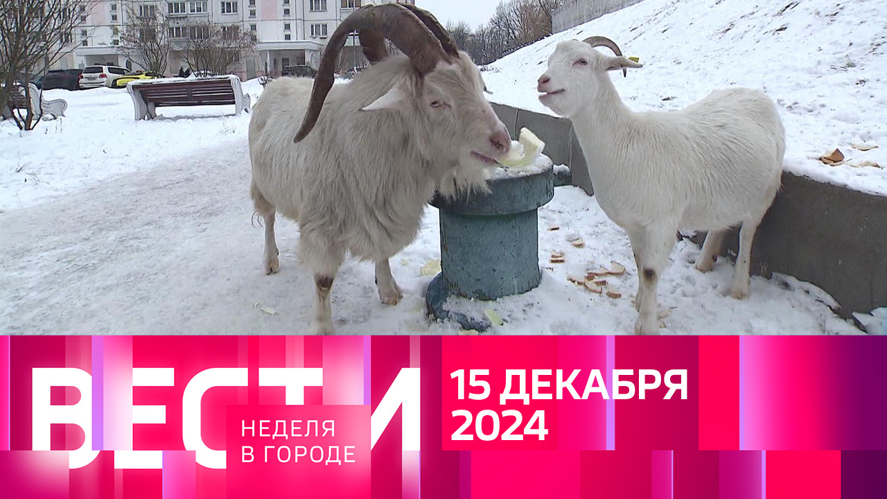 Эфир от 15.12.2024
