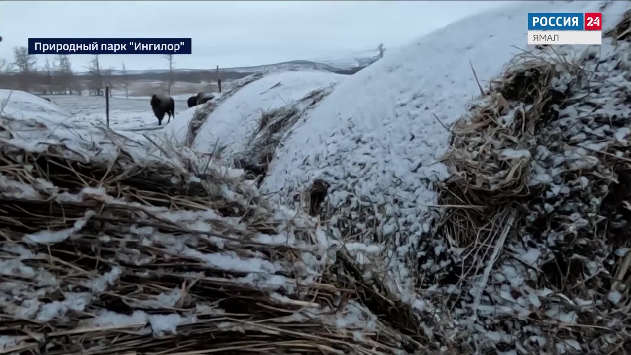 Эфир от 17.12.2024 (10:00)