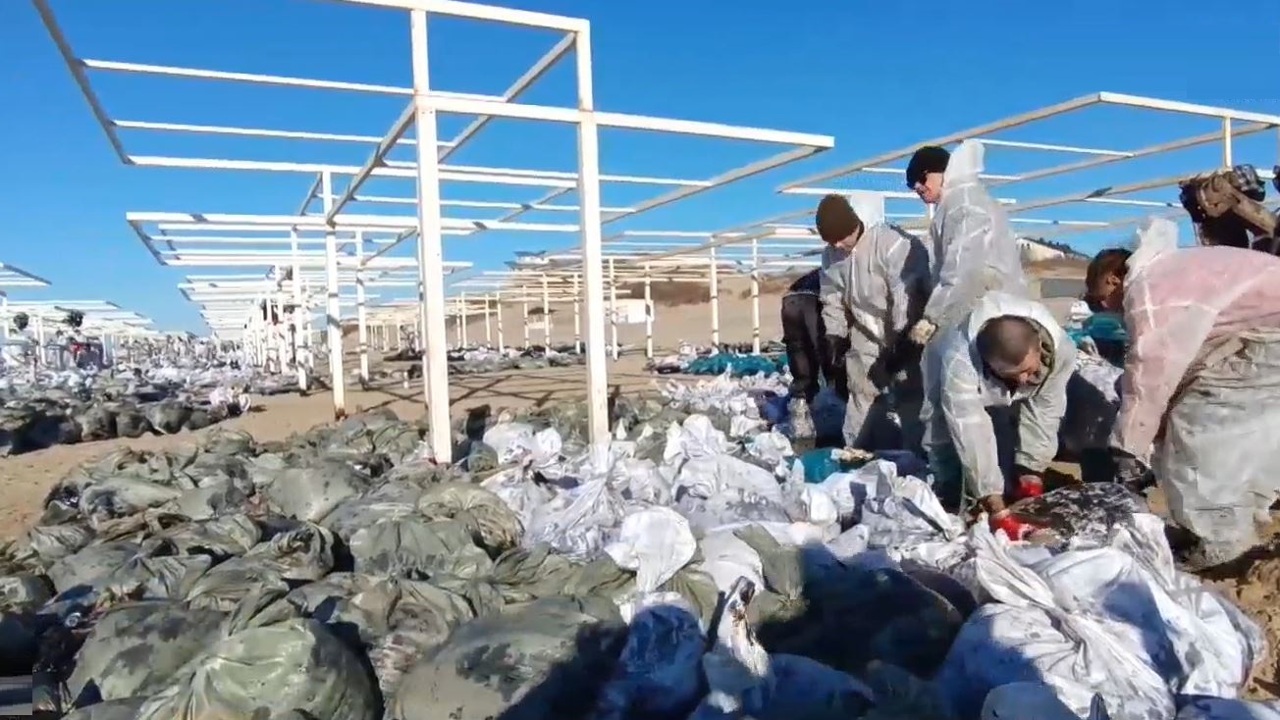 Почти три с половиной тысячи тонн загрязненного мазутом песка собрали на Кубани