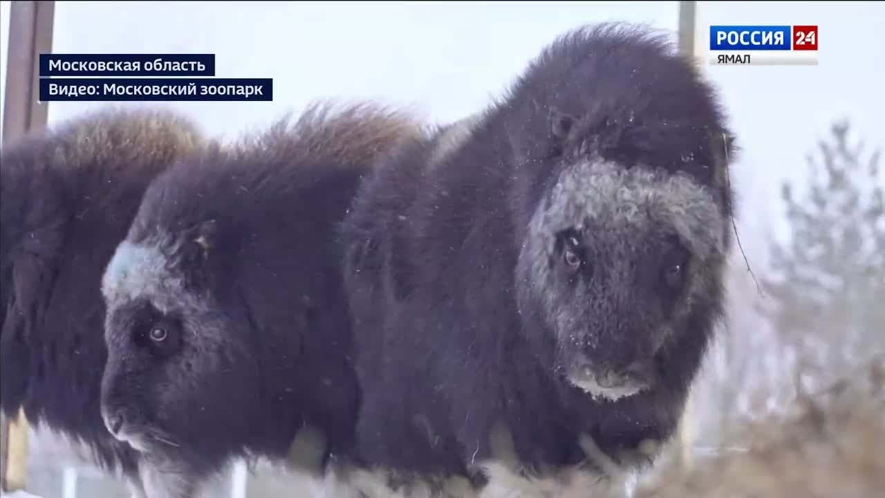 Эфир от 24.12.2024 (19:30)