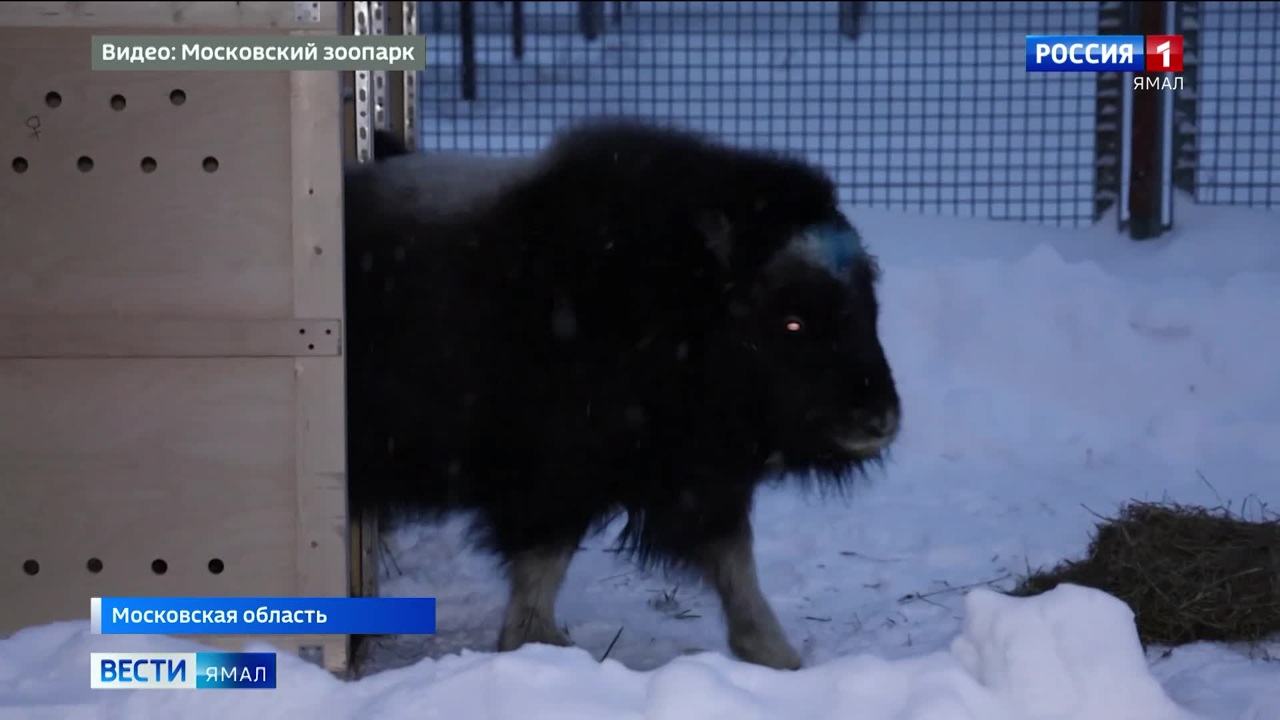 Эфир от 25.12.2024 (09:30)