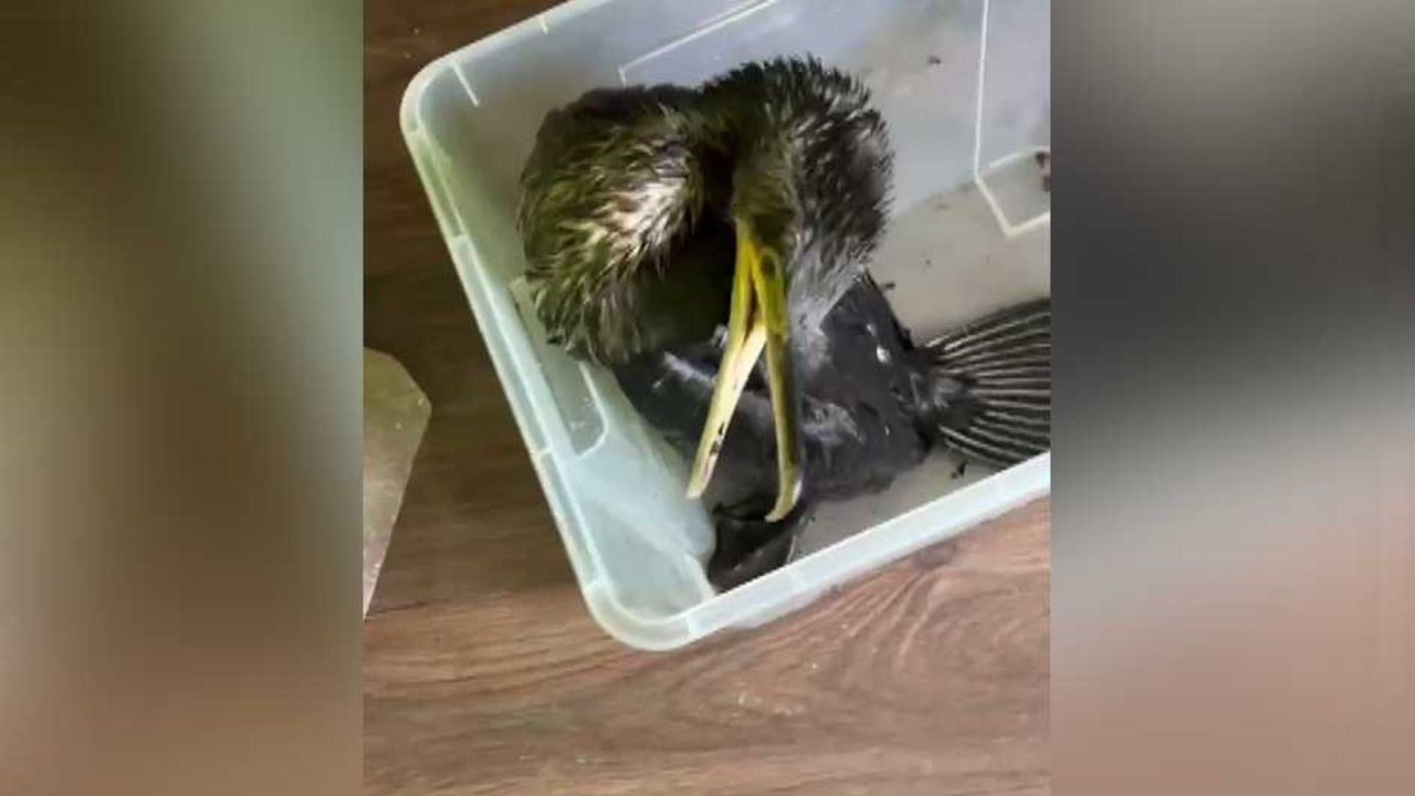 На пляжах Сочи за день нашли 18 птиц, пострадавших после разлива мазута
