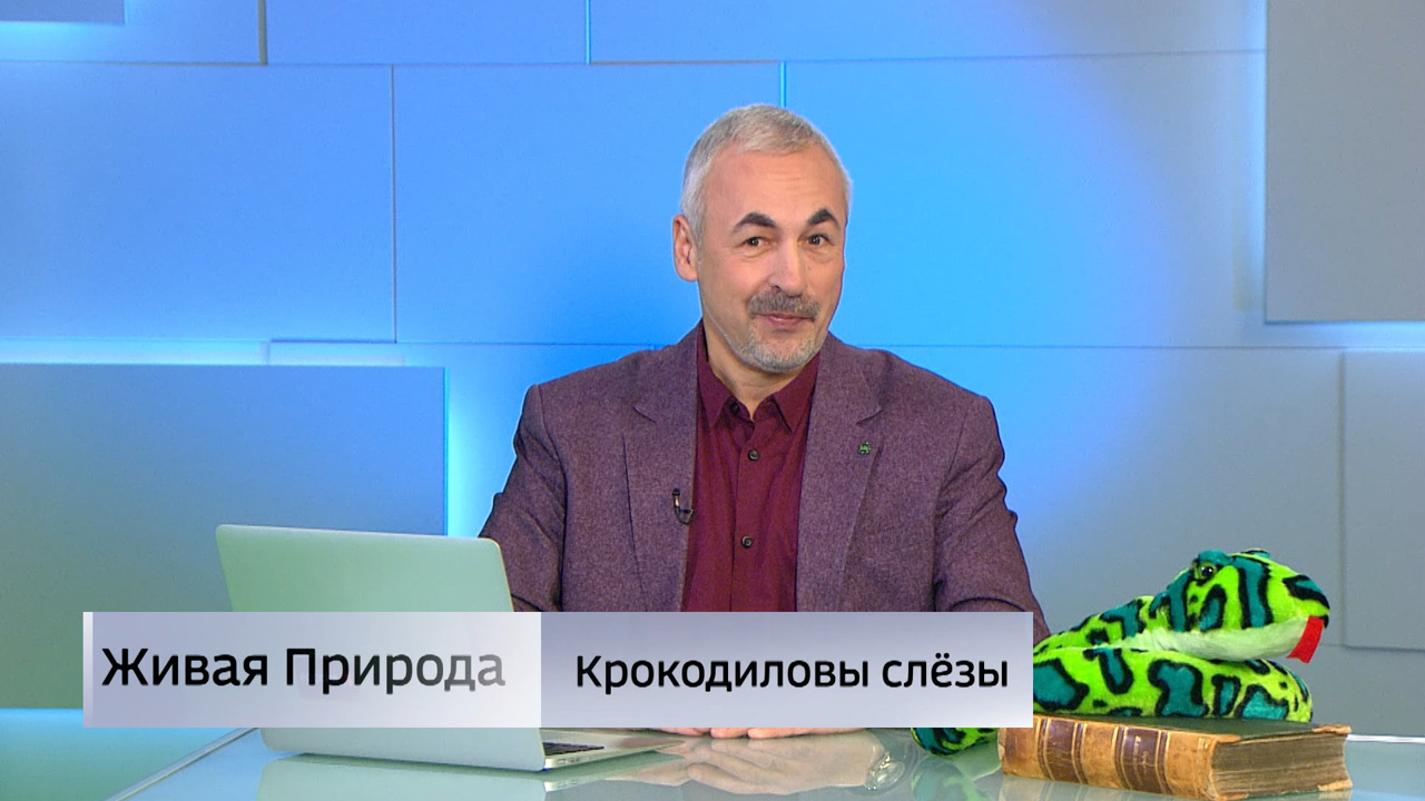 "Крокодиловы слёзы". Эфир от 01.02.2025