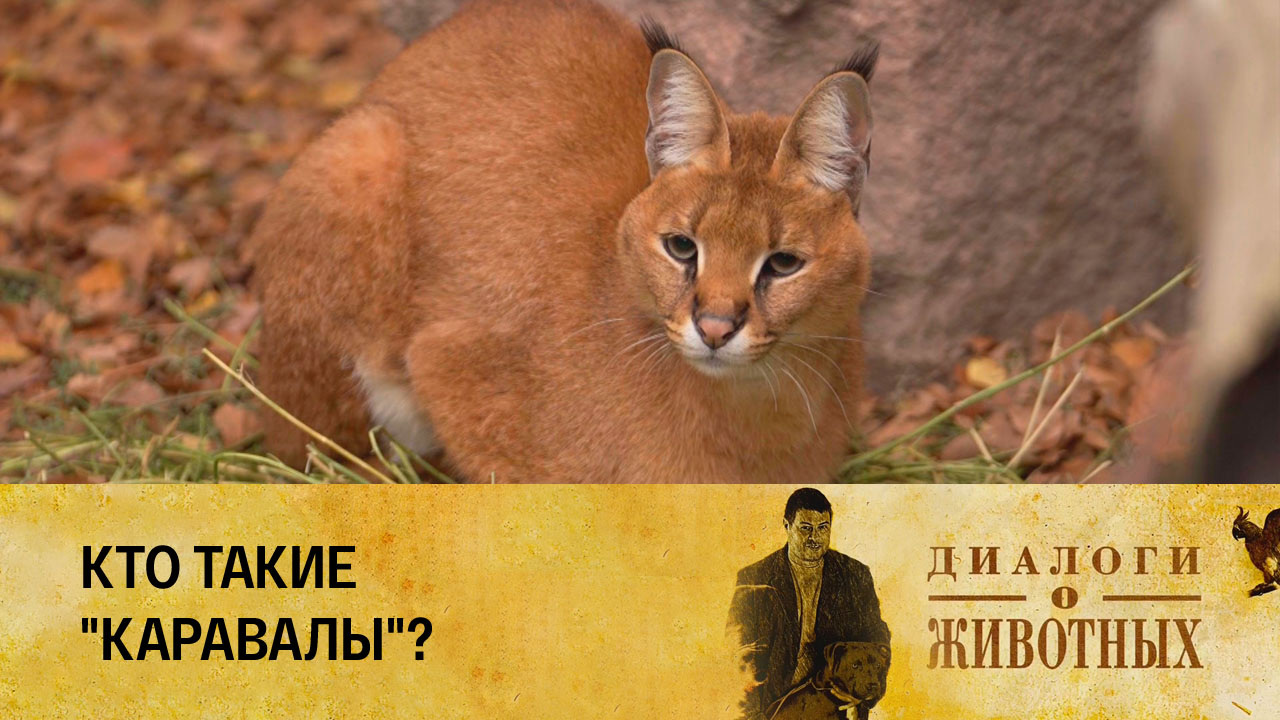 Алматинский зоопарк