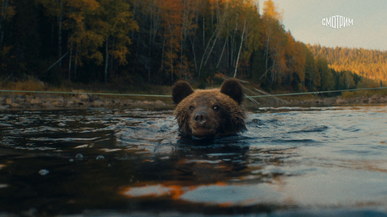 Пальма 2