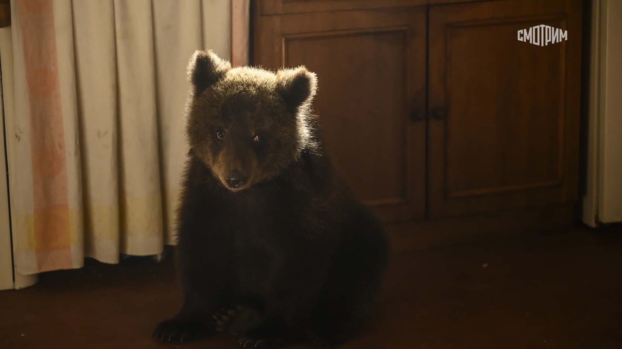 Пальма 2
