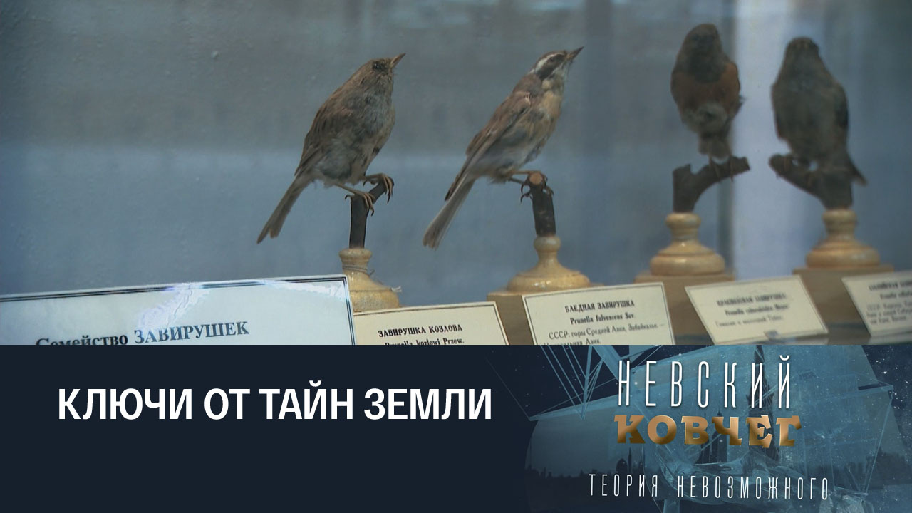 Петр Козлов