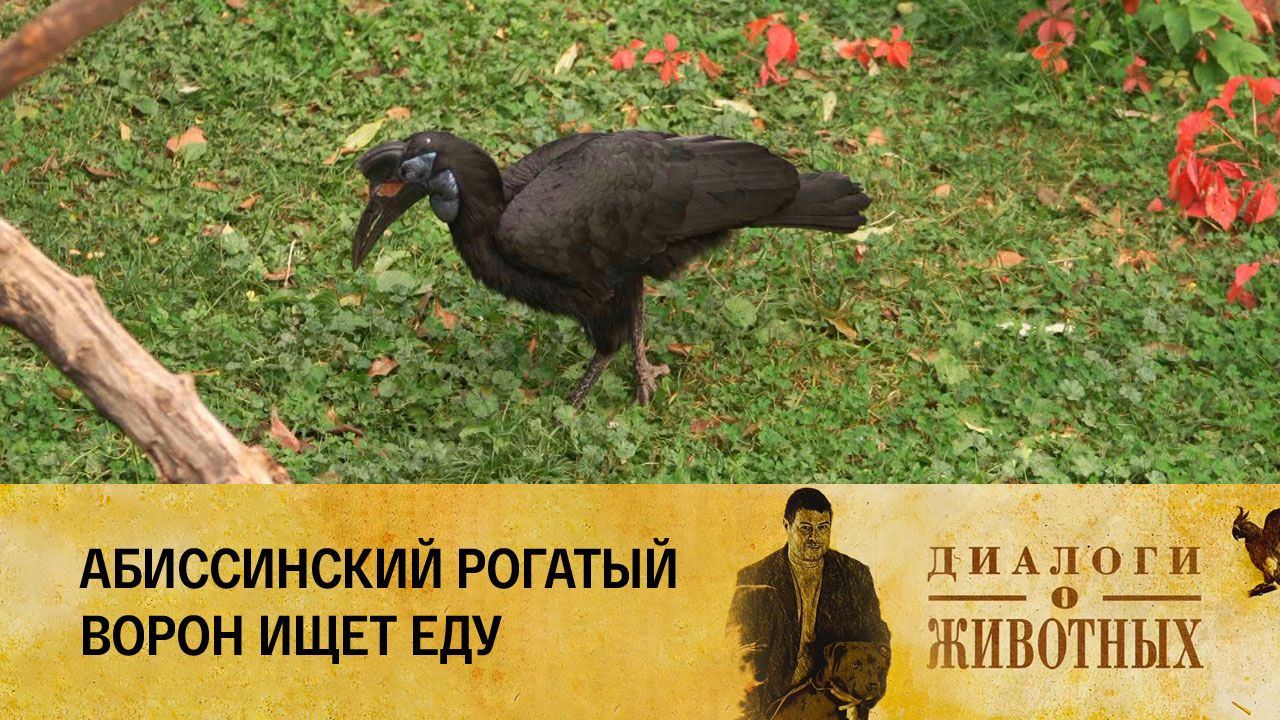 Алматинский зоопарк