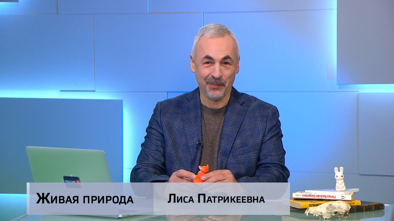 Живая природа. "Лиса Патрикеевна". Эфир от 05.04.2025