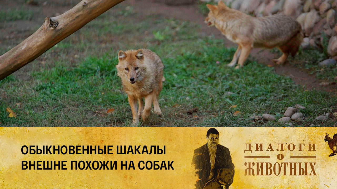 Алматинский зоопарк
