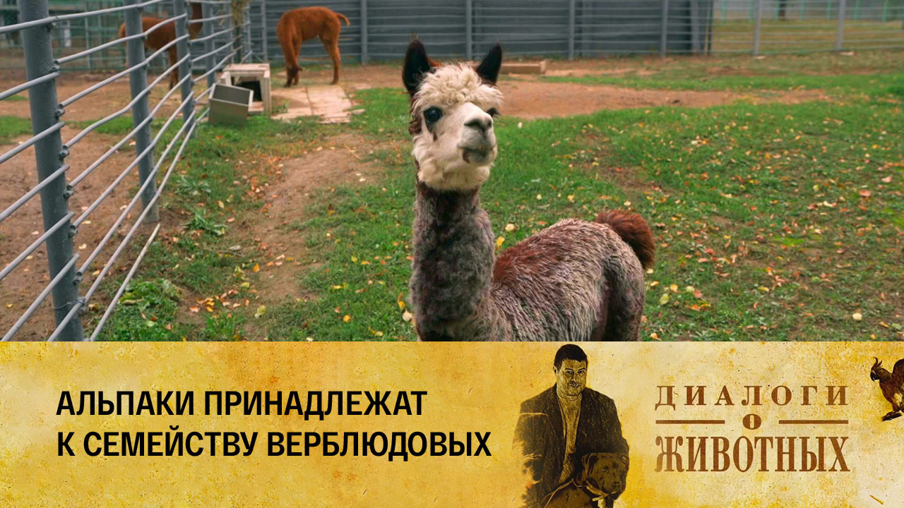 Алматинский зоопарк