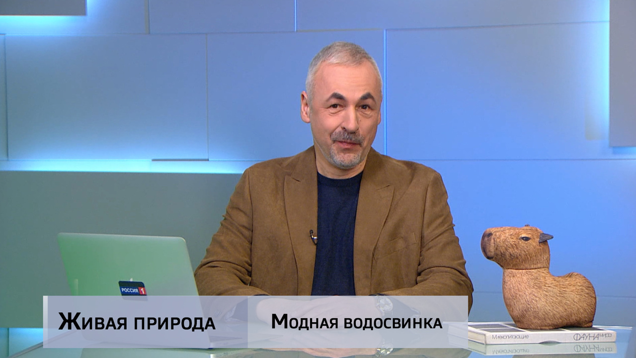 Живая природа. "Модная водосвинка". Эфир от 19.04.2025