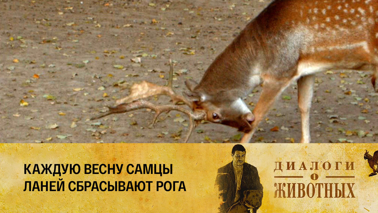 Алматинский зоопарк