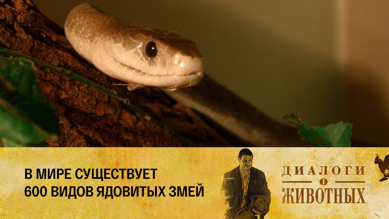 Алматинский зоопарк