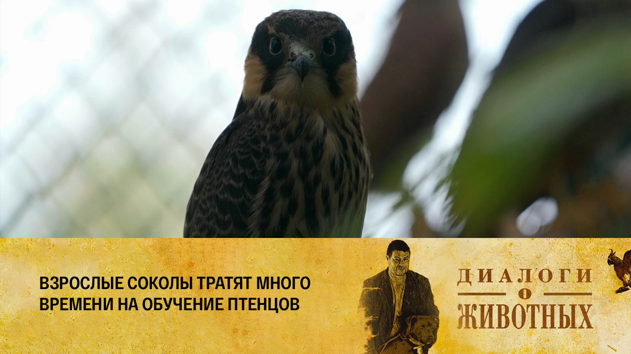 Алматинский зоопарк