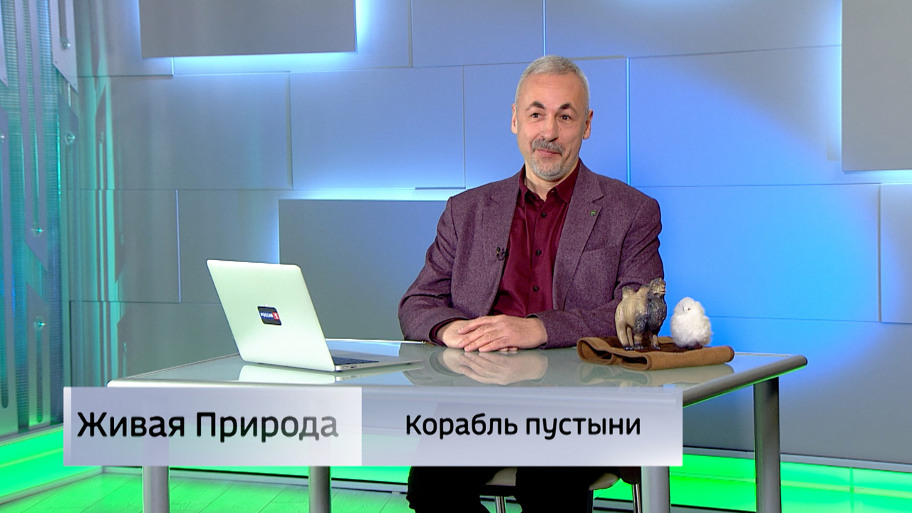 Живая природа. "Корабль пустыни". Эфир от 17.05.2025