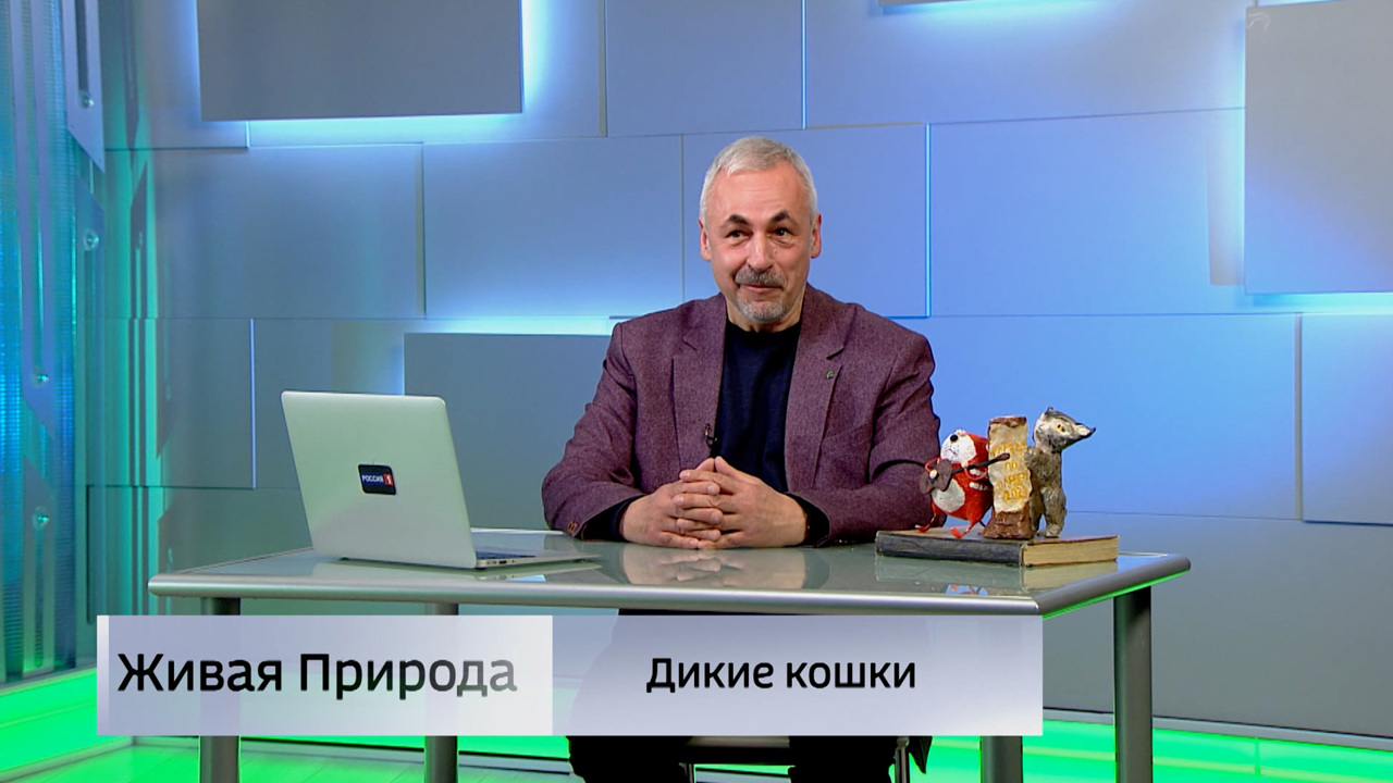 Живая природа. "Дикие кошки". Эфир от 31.05.2025