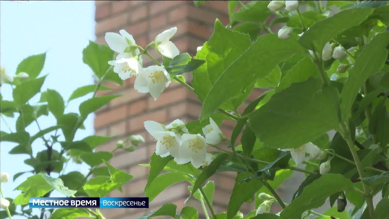 Эфир от 15.06.2025