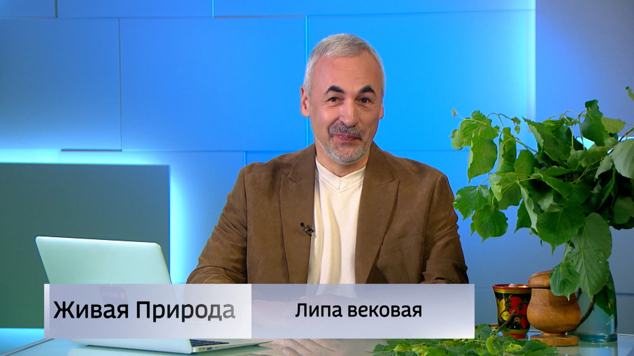 Живая природа. "Липа вековая". Эфир от 12.07.2025