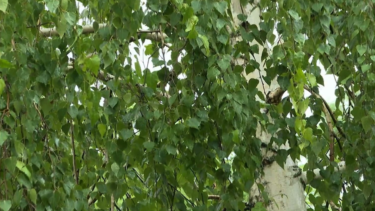 Эфир от 20.07.2025 (14:30)