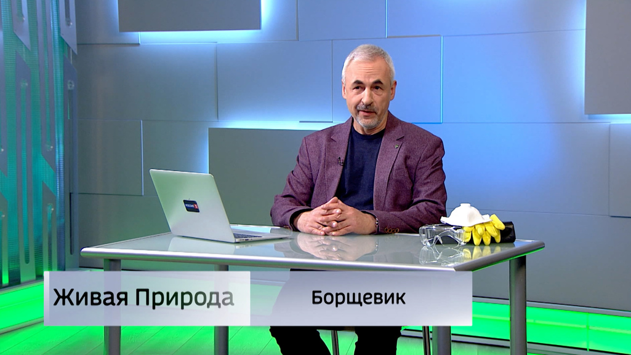 Живая природа. "Борщевик". Эфир от 26.07.2025
