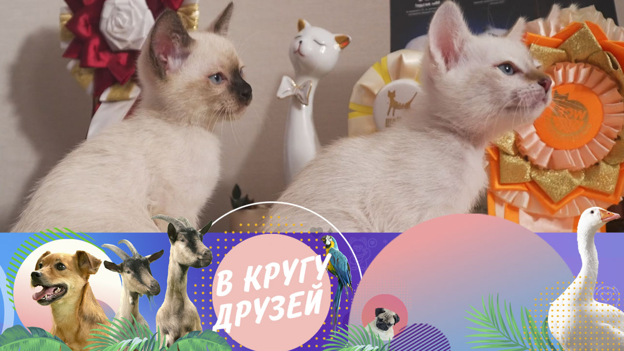 Эфир от 31.08.2025