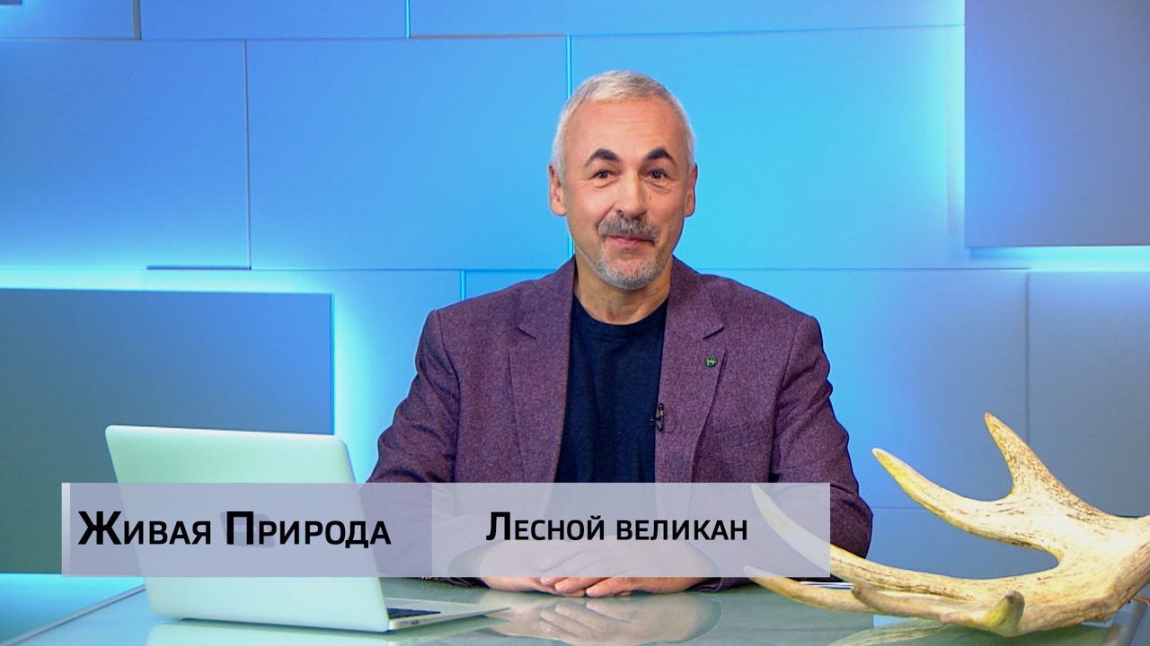 Живая природа. "Лесной великан". Эфир от 06.09.2025