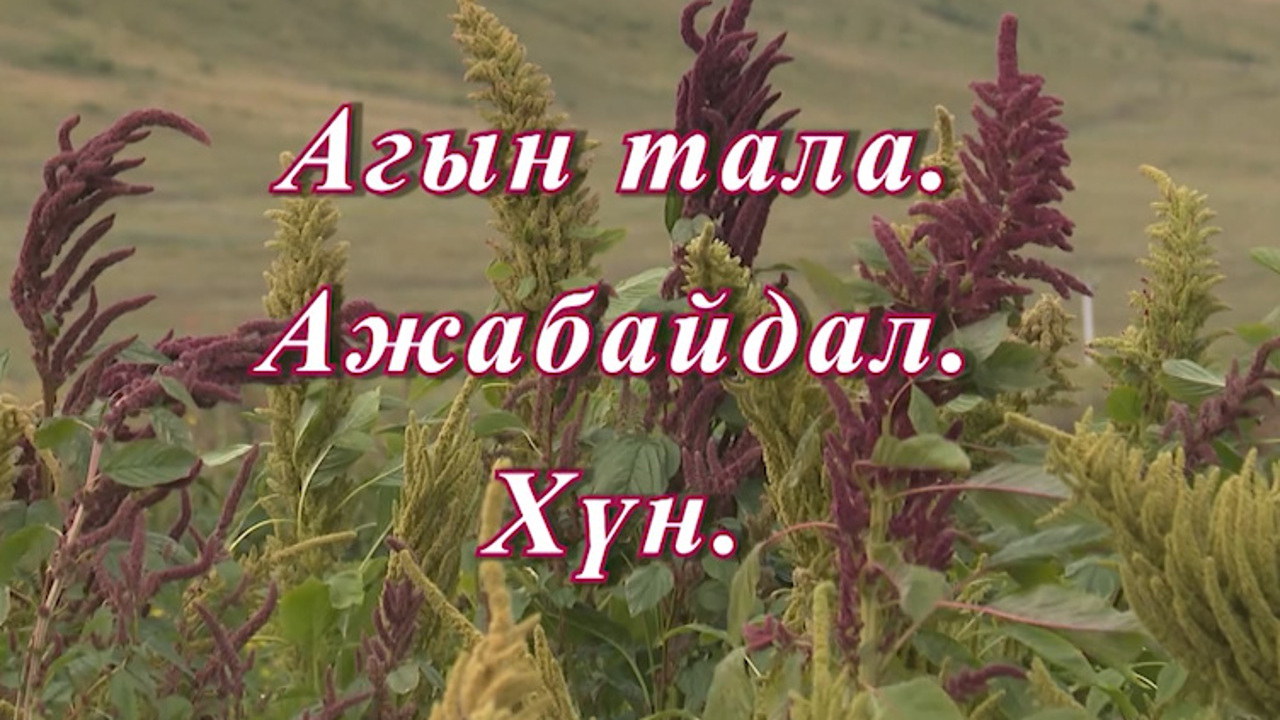 «Агын тала. Ажабайдал. ХYн». Ага и агинцы
