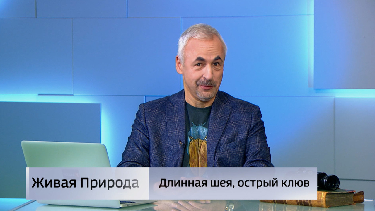 Живая природа. "Длинная шея, острый клюв"