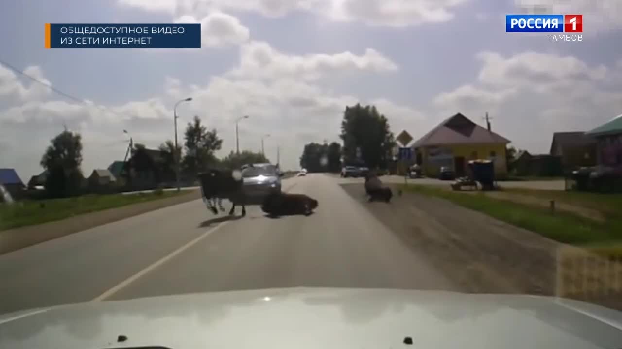 Лесные "встречи"