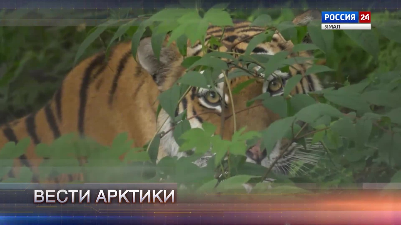 Эфир от 04.10.2025