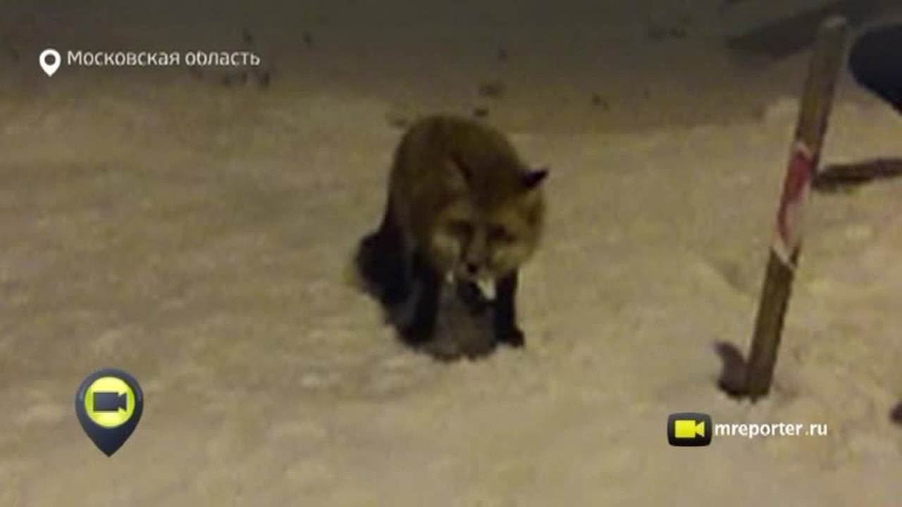 Эфир от 24.12.2014