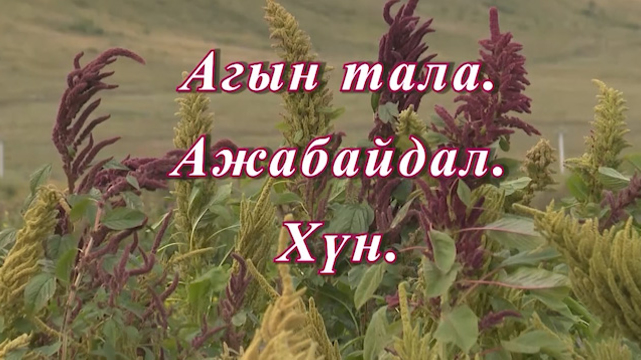 «Агын тала. Ажабайдал. ХYн». Передача о реализации грантов ТОСов
