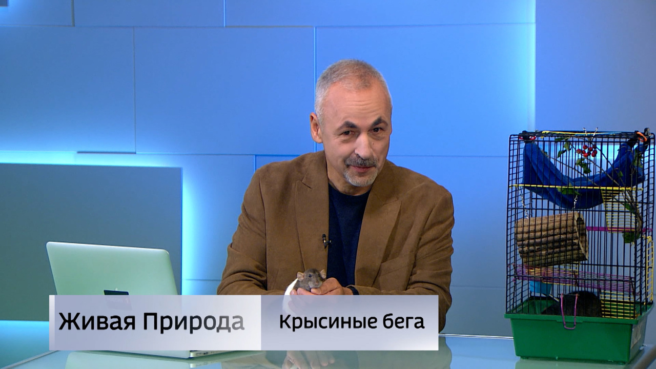 Живая природа. "Крысиные бега". Эфир от 18.10.2025