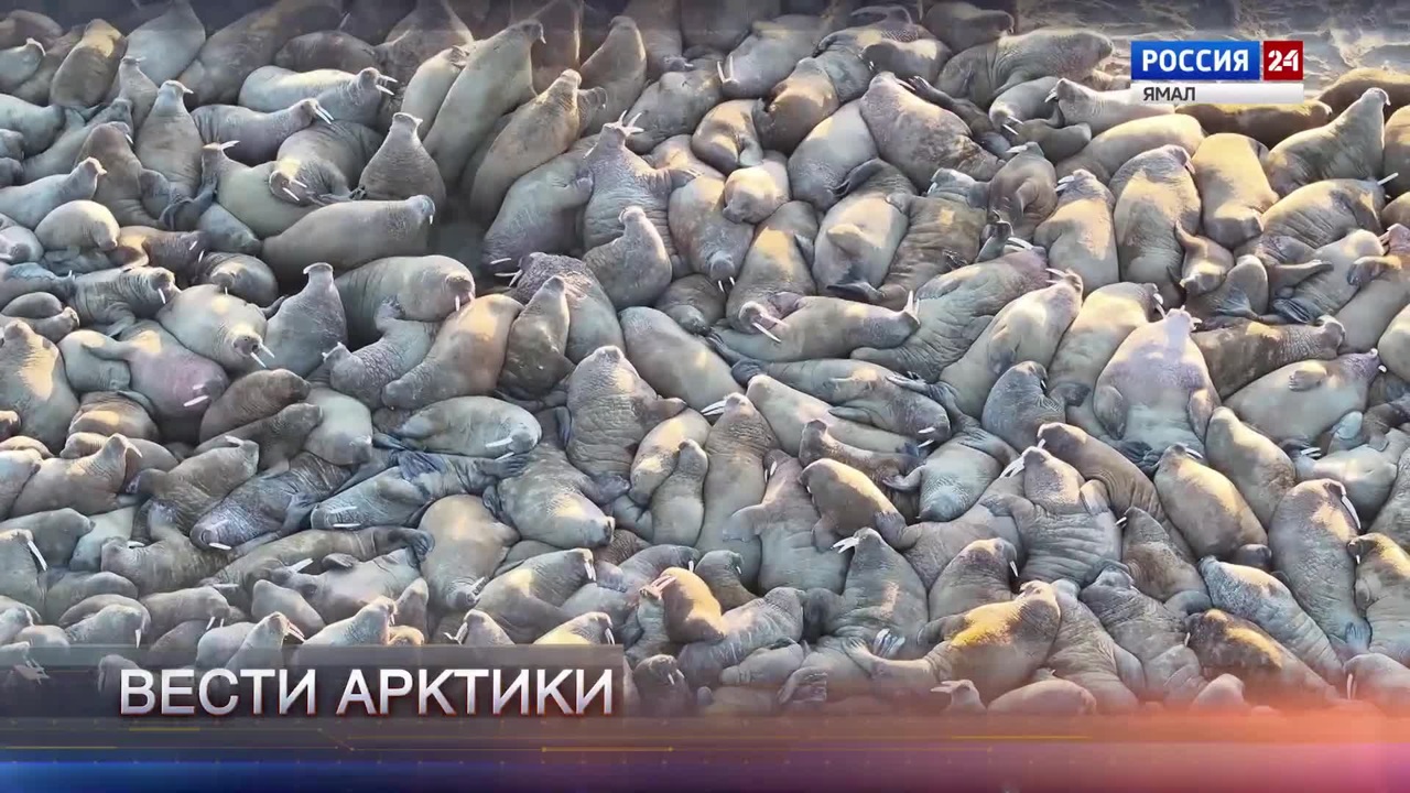 Эфир от 18.10.2025 (14:30)