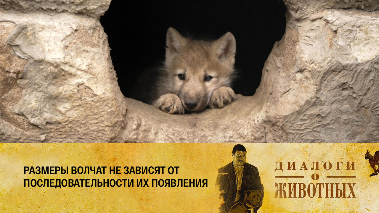 Красноярский парк флоры и фауны "Роев ручей"