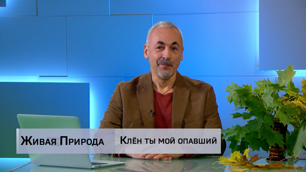 Живая природа. "Клен ты мой опавший". Эфир от 01.11.2025