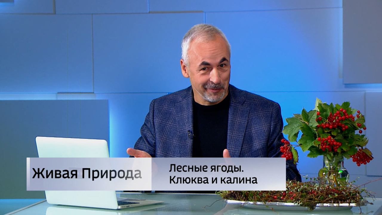 Живая природа. "Лесные ягоды – клюква и калина". Эфир от 08.11.2025